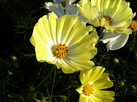 花壇に咲くコスモス・イエローキャンパス コスモス,花,植物の写真素材