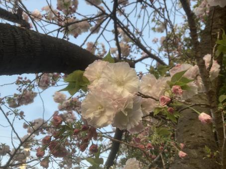 サクラ４の写真