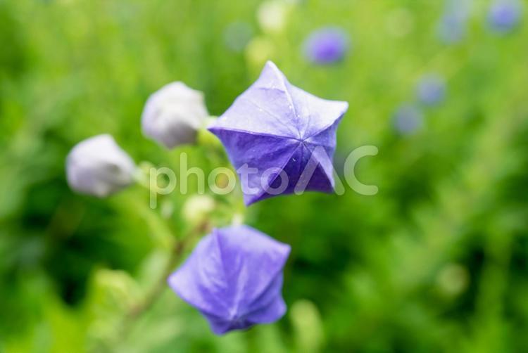 桔梗の蕾/キキョウ/ききょう/夏の花 キキョウ,桔梗,ボタニカルの写真素材