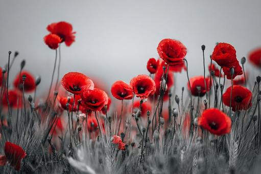 ポピーの花のクローズアップ ポピーの花のクローズアップの写真