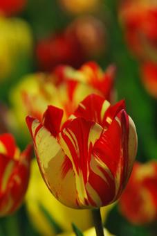 Tulip flowers, JPG Tulip flowers, JPG