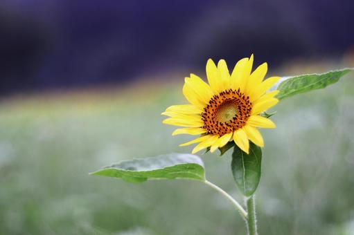 ひまわり畑の中の向日葵 ひまわり畑の中の向日葵 ひまわり,花,夏の写真素材