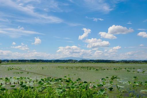 Photo, izunuma, summer, miyagi prefecture, 