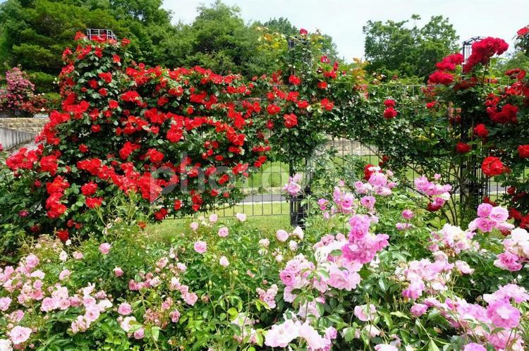 播磨中央公園　ばら園 ばら,バラ,薔薇の写真素材