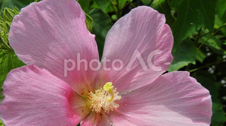 フヨウ(芙蓉)の花_01 フヨウ,芙蓉,花の写真素材
