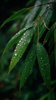 雫が滑り落ちる、瑞々しい植物の葉 雫が滑り落ちる、瑞々しい植物の葉の写真