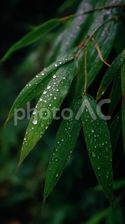 雫が滑り落ちる、瑞々しい植物の葉 雨,雨粒,水滴の写真素材