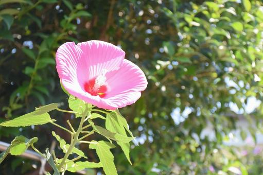 Photo, titan biscus, hibiscus, flower, 