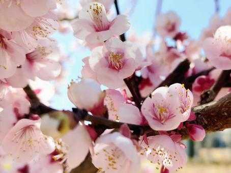 Light red plum 008, JPG Light red plum 008, plum, plum blossom, flower, JPG