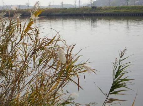 Riverbank-11, JPG
