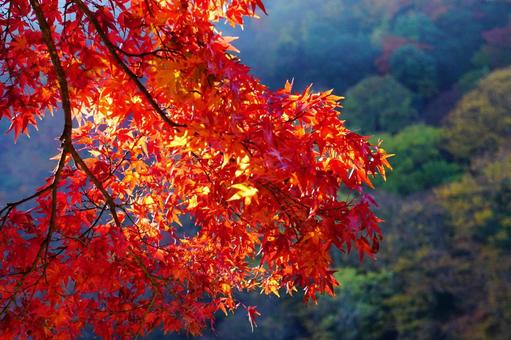 京都 嵐山の紅葉 紅葉,もみじ,モミジの写真素材