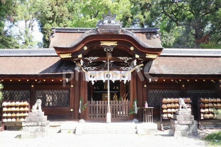 梅宮大社　本殿 梅宮大社,本殿,酒造の神様の写真素材