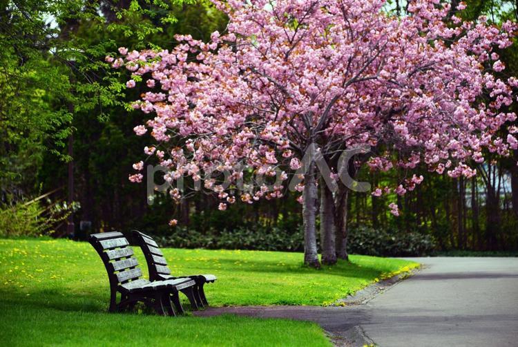 桜の木とベンチ ベンチ,桜,公園の写真素材