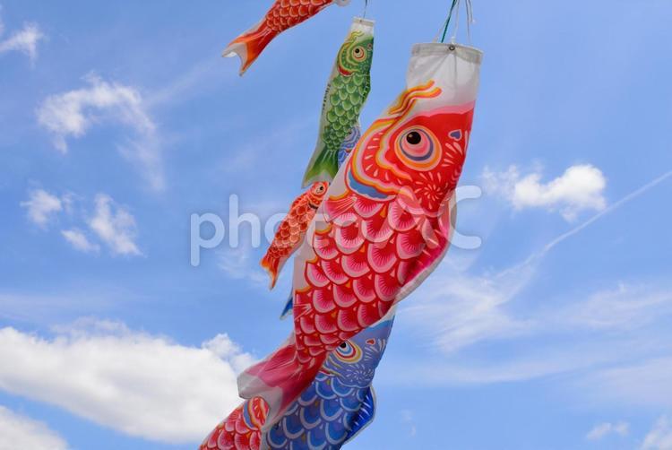 鯉のぼりと青空 鯉のぼり,青空,泳ぐの写真素材
