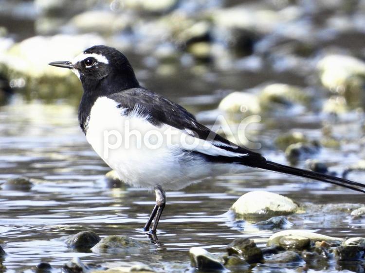 水辺に立つセグロセキレイ 鳥,野鳥,セグロセキレイの写真素材