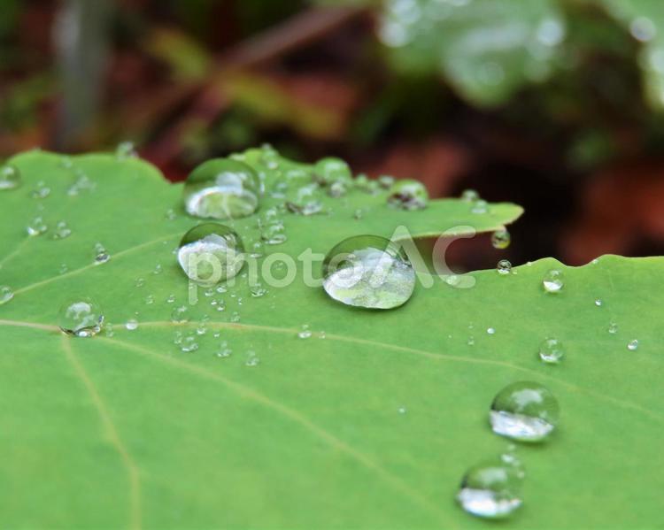 木の葉に付いた雫を接写 自然,植物,接写の写真素材