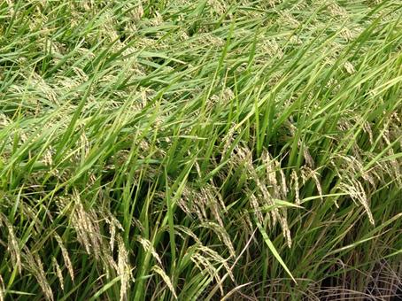 収穫前の垂れる稲穂(岐阜) 3 収穫前の垂れる稲穂(岐阜) 3 垂れる,稲,米の写真素材