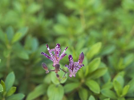 咲きはじめたホトトギスの花 咲きはじめたホトトギスの花の写真