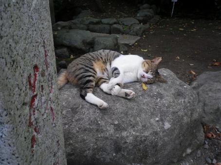 岩の上に寝そべる三毛猫　ネコの昼寝 三毛猫,ネコ,猫の写真素材