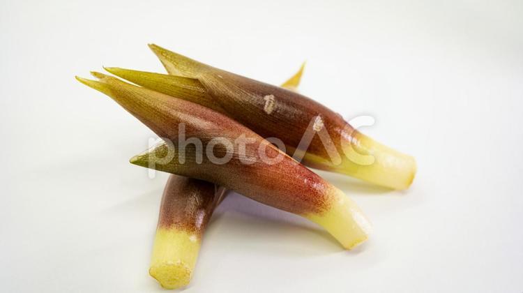 みょうがのアップ写真 みょうが,茗荷,薬味の写真素材