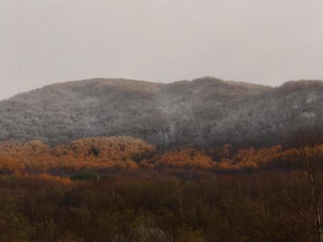 紅葉と雪山のコントラストの写真