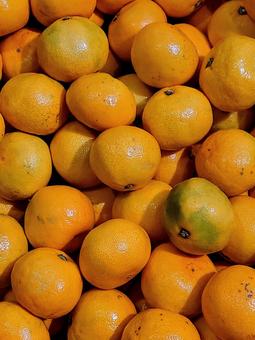 たくさんのミカン みかん,柑橘類,果物の写真素材