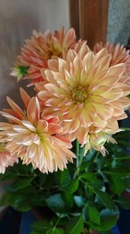 Dahlia, flower, there are not many people, plant, JPG