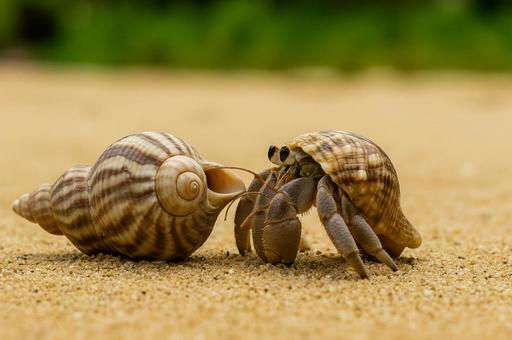 空の貝殻とヤドカリ 空の貝殻とヤドカリの写真