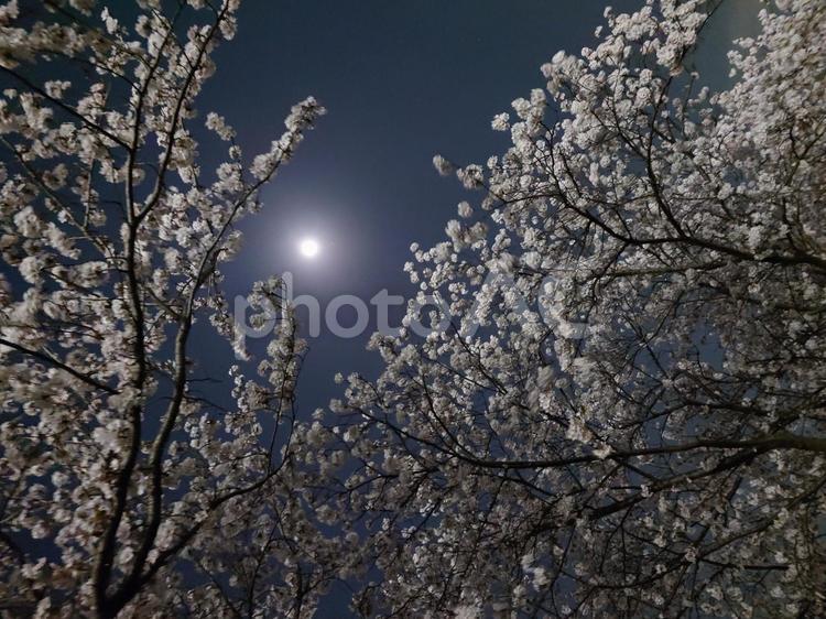 夜桜 桜,夜,月の写真素材