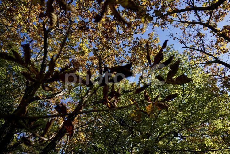 森の中から見上げる 森,視点,木の写真素材