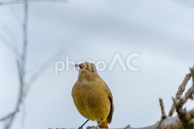 獲物をくわえるジョウビタキ ジョウビタキ,鳥,野鳥の写真素材
