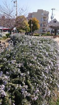 花壇のローズマリー ローズマリー,花壇,自然の写真素材