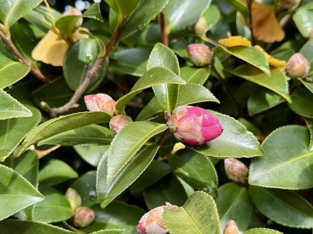 ツバキのつぼみ 栽培,ツバキ,プランターの写真素材