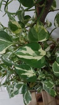 観葉植物のポトスも色々と種類があります ポトス,観葉植物,グリーンの写真素材