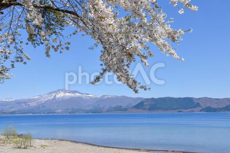 田沢湖と桜 田沢湖,一番深い湖,桜の写真素材