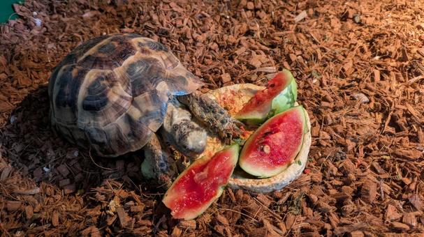 スイカを食べるギリシャリクガメ スイカを食べるギリシャリクガメの写真