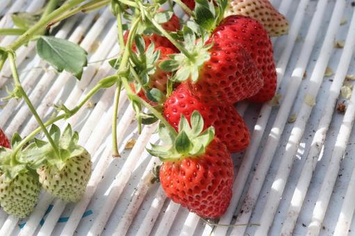 いちごの写真