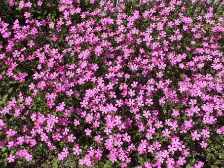 ツルコ桜のかわいいピンクの花がいっぱい ツルコ桜のかわいいピンクの花がいっぱいの写真
