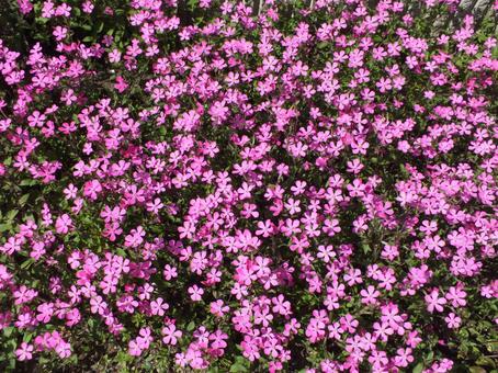 ツルコ桜のかわいいピンクの花がいっぱい ツルコ桜,かわいい,ピンクの写真素材