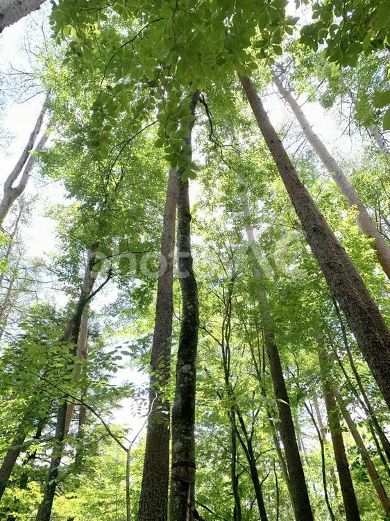森林浴のイメージ 新緑,森林浴,木漏れ日の写真素材