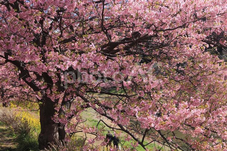 南伊豆の菜の花畑、満開の桜 桜,南の桜,菜の花畑の写真素材