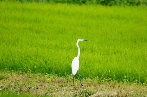 ダイサギ ダイサギの写真