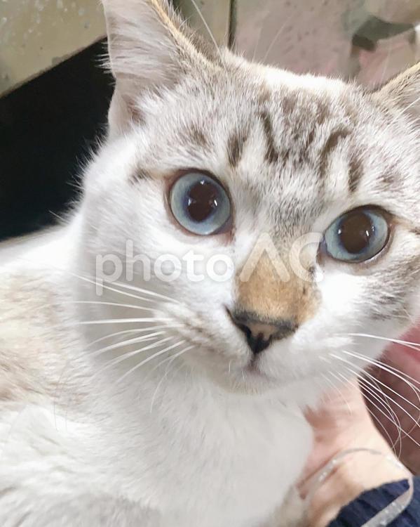 透明感のある美しいシャムミックス猫さん 猫,シャムトラ,見つめるの写真素材