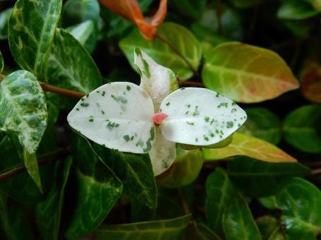 【f花の写真】 ハツユキカズラ 【f花の写真】 ハツユキカズラ ハツユキカズラ,初雪葛,植物の写真素材