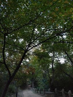 散歩道 散歩道,秋,森の写真素材