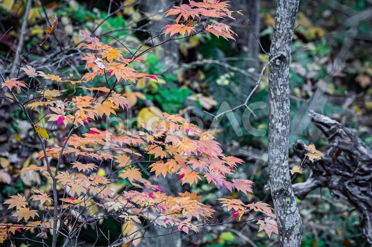 定山渓の秋 北海道,秋,札幌の写真素材