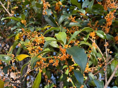 キンモクセイ5 きんもくせい,葉っぱ,オレンジの写真素材