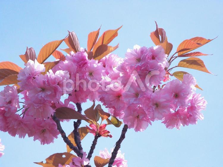青空に咲き誇る満開の桜 桜,四季,サクラの写真素材