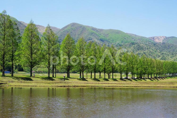新緑の並木道と水田 田舎,春,里山の写真素材