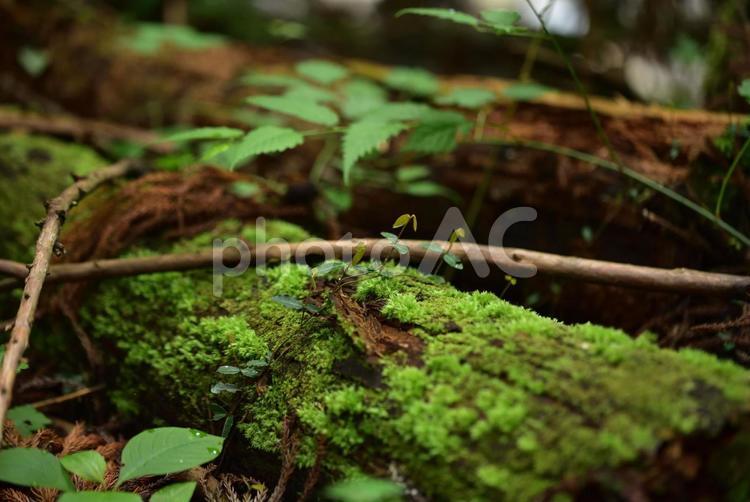倒木に生える新芽 グリーン,緑,マイナスイオンの写真素材